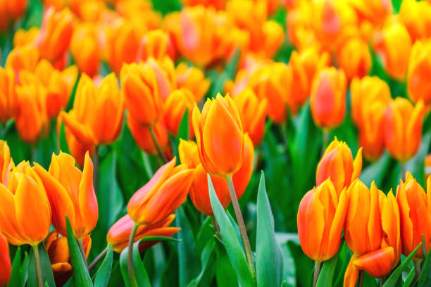 istock Tulip flower with green leaf background 1145983761