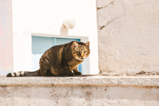 istock Stray cat of Santorini, Greece 1145983983