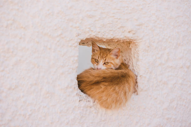 Stray cat sitting in hole in a wall, Santorini, Greece