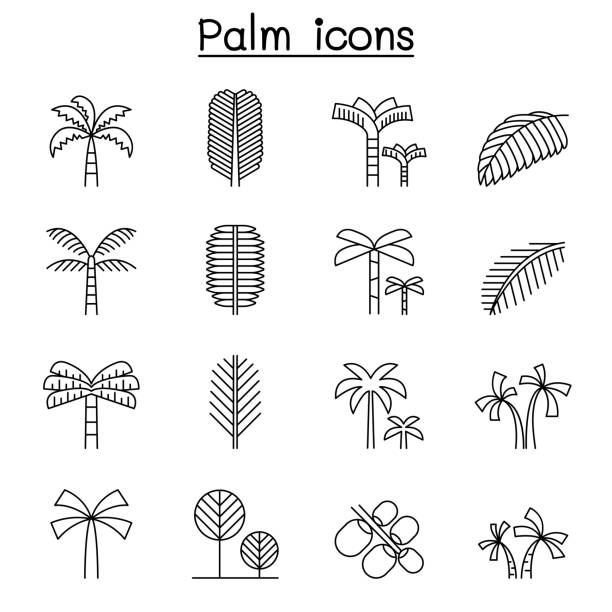 ilustrações de stock, clip art, desenhos animados e ícones de palm tree & coconut trees icon set in thin line style - palm leaf leaf palm tree frond