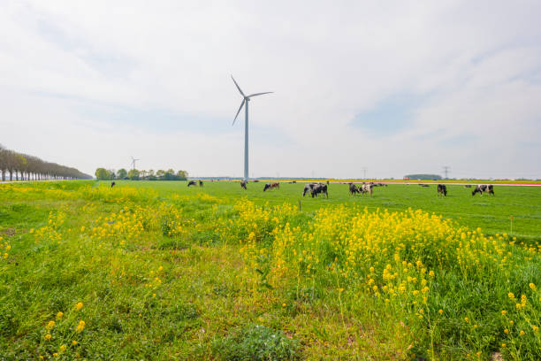 istock Cows in a green meadow along a road in sunlight in spring 1145985931