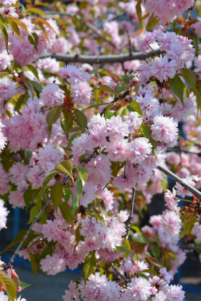 spring flowers and trees, flowering cherry trees, a lot of white flowers on the branches and tree trunks in the spring sun - spring vertical cherry blossom color image imagens e fotografias de stock