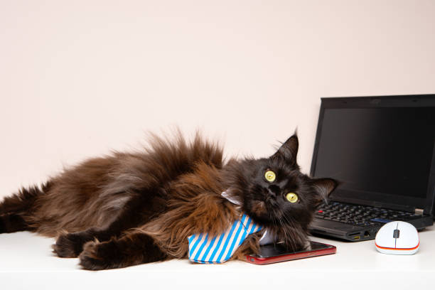 istock Image of main coon cat in striped tie with laptop 1145989347
