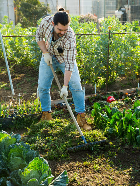 istock Man gardening with rake at farm 1145989961