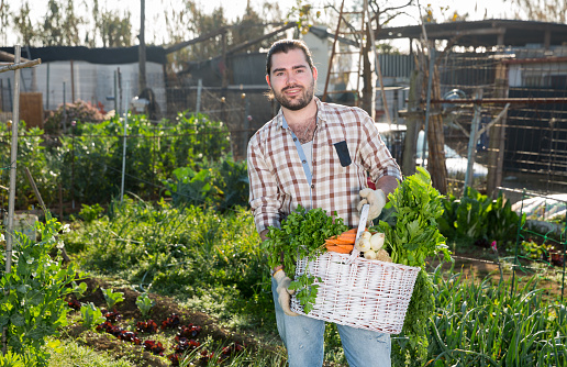Young positive man posing with box full of harvested vegetables and greens at smallholding