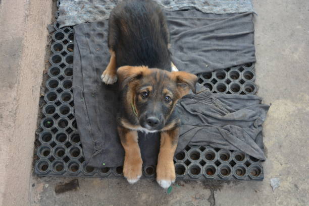 istock Very young beautiful black-brown puppy on a rubber mat. 1145990355