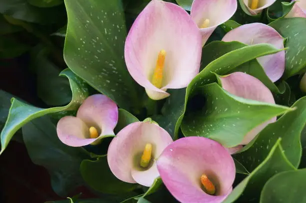 Flowers of pink calla lilies