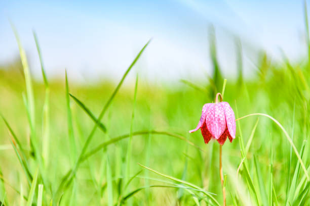 Fritillaria meleagris in a meadow during a beautiful springtime day near Hasselt in Overijssel, Netherlands