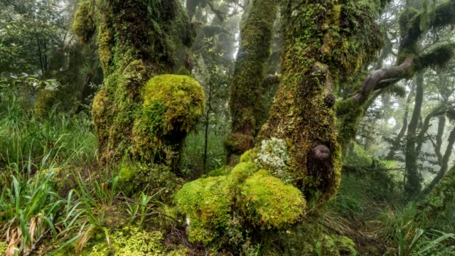 Misty forest park in green wilderness landscape in pure New Zealand nature