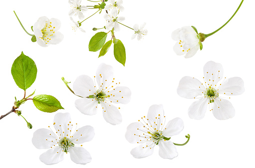 Horizontal close up of white fragrant flower petals with stamen of magnolia tree in bloom at spring Australia