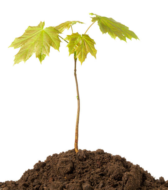 istock Maple tree sprout with green fresh leaves in black soil isolated on white background. Concept of Earth day and ecology 1145994534