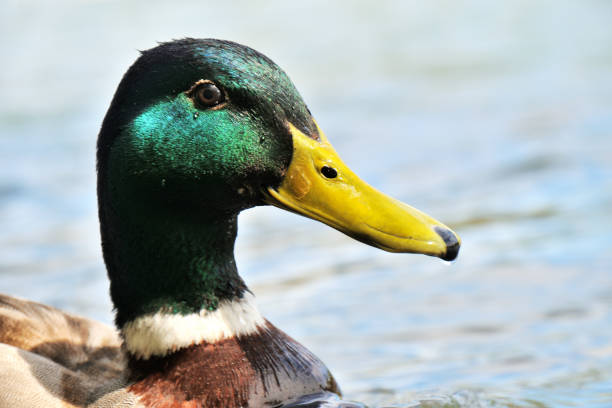 istock Portrait of a male duck 1145994705