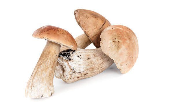istock edible mushrooms Boletus isolated 1145995332