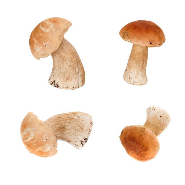 istock edible mushrooms Boletus isolated 1145995496