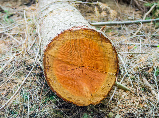istock tree trunk cut with the rings that mark the years 1145995707