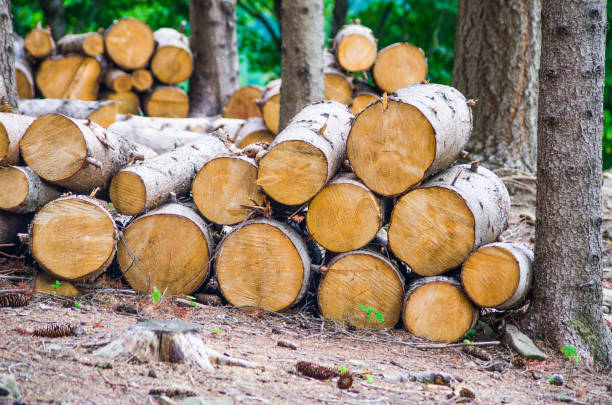 istock trunks of trees cut in the forest 1145995836
