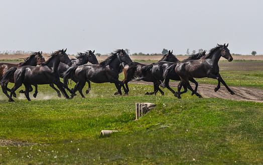 Nonius horses in Hortobagy Hungary