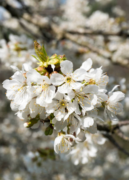 istock close up view of white cherry tree blossoms 1145996860