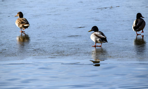 istock Ducks on the lake in winter 1145998942