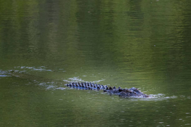 istock Saltwater crocodile or estuarine crocodile (Crocodylus porosus) 1146001199