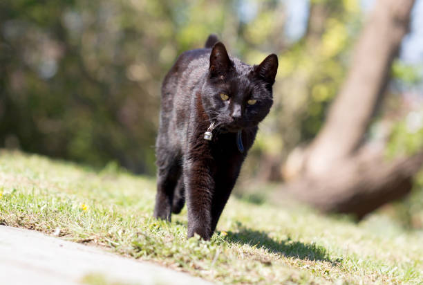 istock Black cat in the garden 1146001385