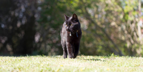 istock Black cat in the garden 1146001409