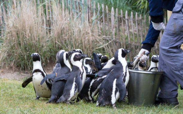 pinguin está sendo alimentado - sphenisciformes - fotografias e filmes do acervo