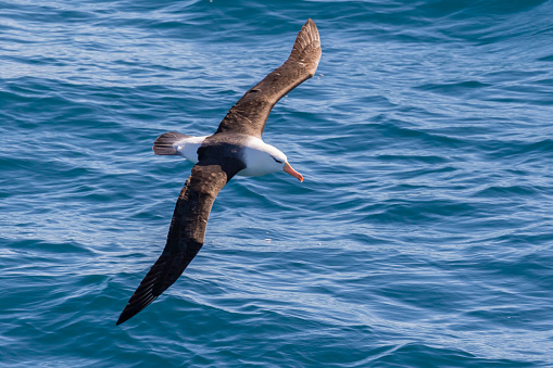 Black-browed albatross (Thalassarche melanophris) in flight over the southern ocean