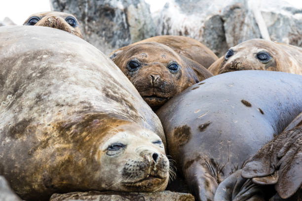 istock Elephant seals hauled out in a wallow 1146002707