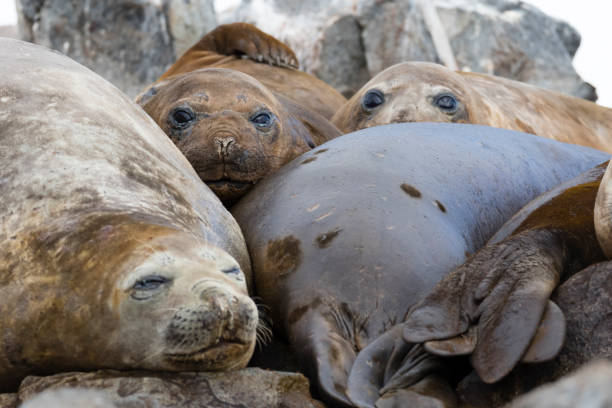 istock Elephant seals hauled out in a wallow 1146002713