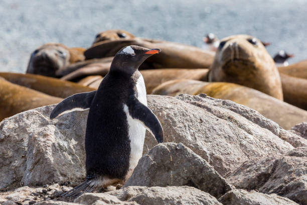 Gentoo penguin and elephant seals Southern elephant seals (Mirounga leonina) and Gentoo penguin (Pygoscelis papua) at Robert Point, Roberts Island, South Shetland Islands penguins fighting stock pictures, royalty-free photos & images