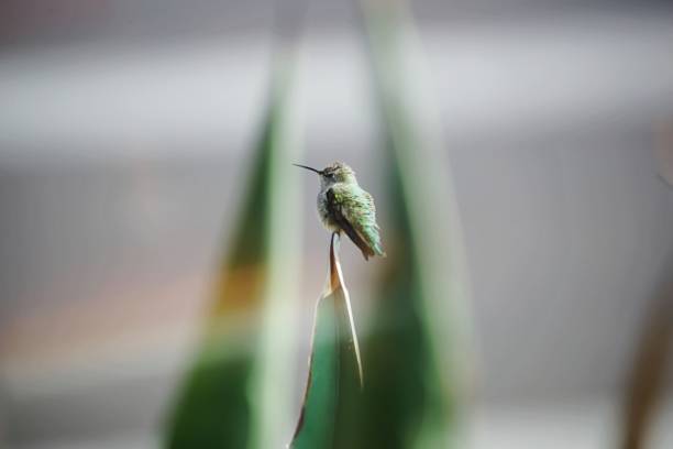 istock Close-Up Of Hummingbird Perching On Plant 1146003376