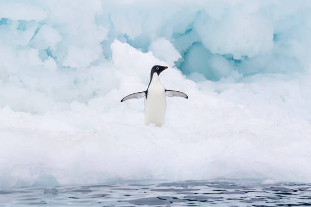 istock Penguins on an ice floe in the ocean 1146003448