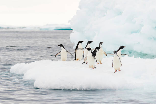 1,300+ Penguin On An Ice Floe Stock Photos, Pictures & Royalty Biology Diagrams