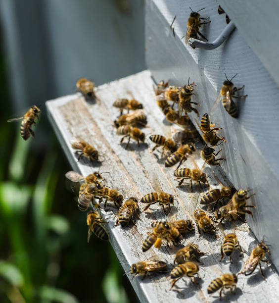 istock bees collecting honey 1146003550