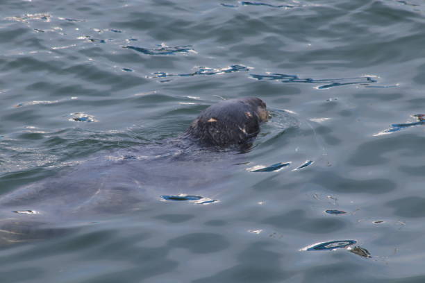 istock Close up of harbour seal 1146005207