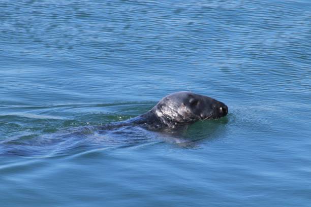 istock Harbour seal swimming in harbour 1146005369