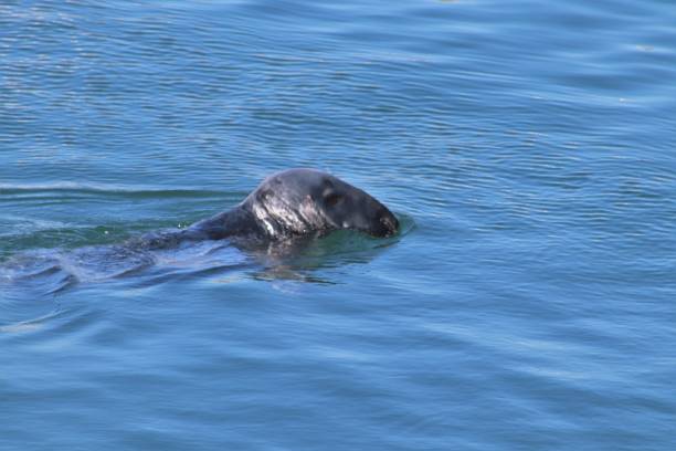 istock Harbour seal swimming in harbour 1146005385