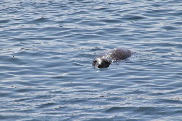 istock Harbour seal swimming in harbour 1146005406