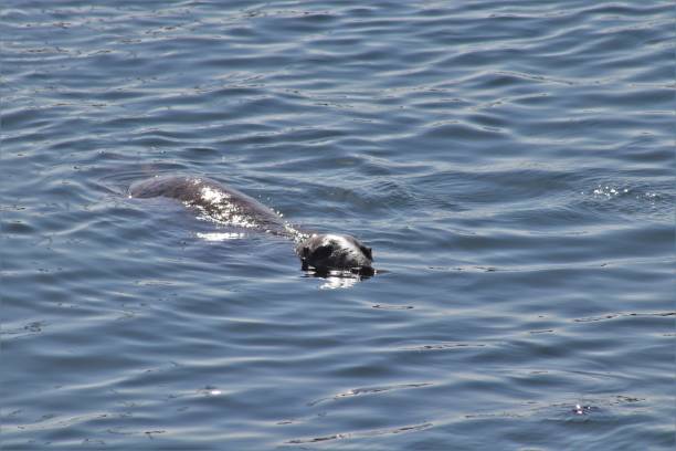 istock Harbour seal swimming in harbour 1146005413
