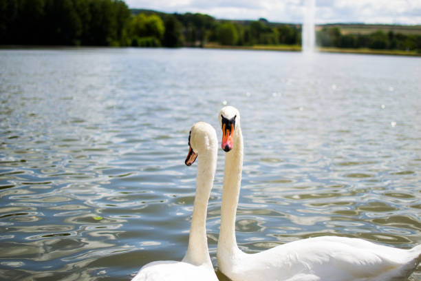 istock Two beautiful white geese swimming in a lake or pool 1146005444