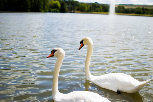 istock Two beautiful white geese swimming in a lake or pool 1146005446