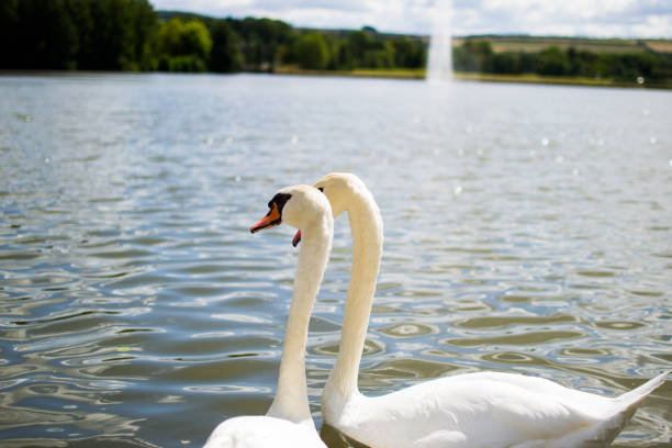 istock Two beautiful white geese swimming in a lake or pool 1146005447