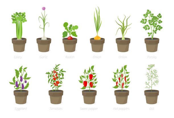 ilustrações, clipart, desenhos animados e ícones de vegetais crescentes em um potenciômetro. jogo da planta potted. jardim de casa. tomate, crescimento da pimenta da cebola. ilustração isolada do vetor. - eggplant vegetable vegetable garden plant