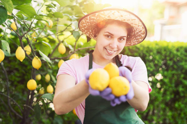 młoda uśmiechnięta kobieta zbierająca cytryny, kobieta trzymająca kobiety. - beautiful people citrus fruit fruit zdjęcia i obrazy z banku zdjęć