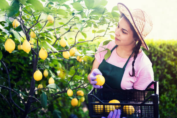 młoda uśmiechnięta kobieta zbierająca cytryny, kobieta trzymająca kobiety. - beautiful people citrus fruit fruit zdjęcia i obrazy z banku zdjęć