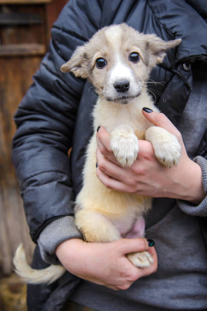 istock A small puppy of a mongrel dog 1146007236