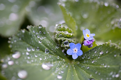 Forget-me-not between water drops of the lady's mantle