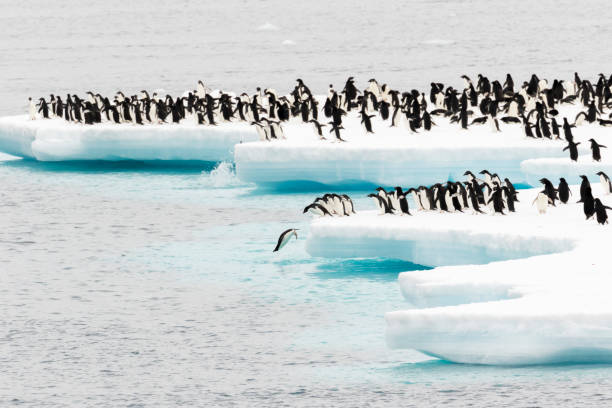 istock Penguins on an ice floe in the ocean 1146011306