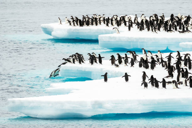 istock Penguins on an ice floe in the ocean 1146011351